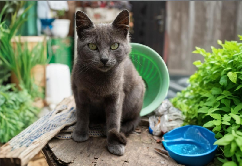 Ruská modrá kočka: Aristokrat mezi kočkami